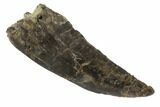 Vary Rare, Marshasaurus Tooth - Colorado #91363-1